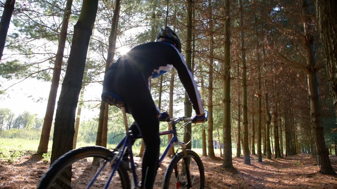 person cyklar i tallskog